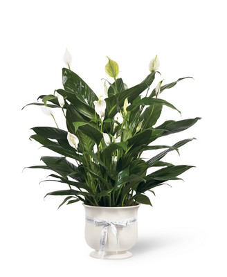 The FTD Comfort Planter